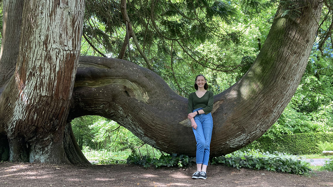 Witch’s Yew Tree at Blarney Castle